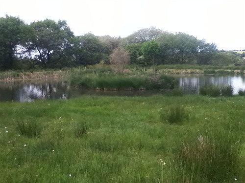 The Swallows Guest House New Quay  Exteriör bild