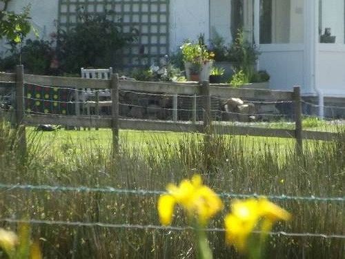 The Swallows Guest House New Quay  Exteriör bild